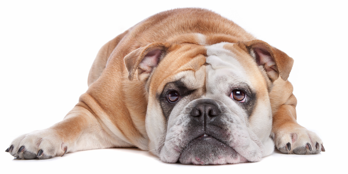 The Least Active Dog Breeds
