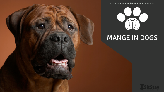 Mange in dogs 