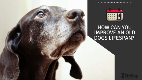 how can you improve an old dogs lifespan 