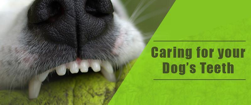 Brush, brush brush your Teeth!  Caring for your Dog's Teeth