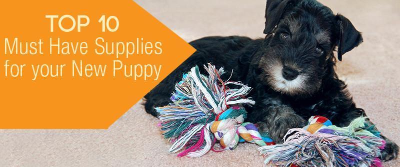 Top 10 Must Have Supplies For Your New Puppy