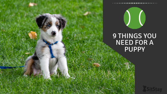 9 Things You Need For A Puppy