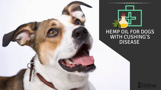 Hemp Oil for Dogs with Cushing’s Disease