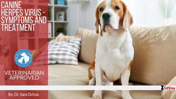 Canine Herpes Virus - Symptoms and Treatment