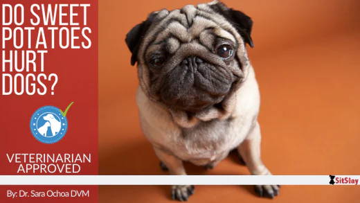 Do Sweet Potatoes Hurt Dogs?