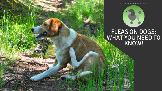 Fleas on Dogs: What You Need to Know!