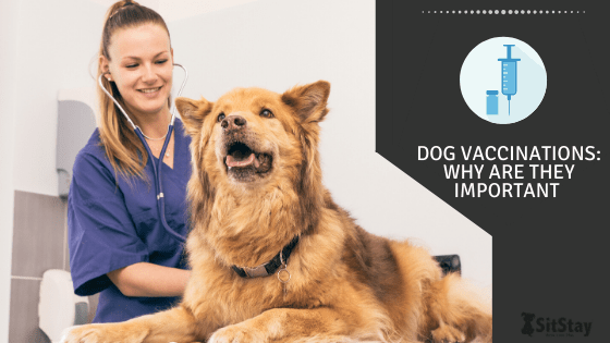 Dog Vaccinations why are they important