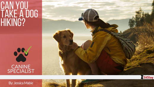 Can You Take a Dog Hiking?