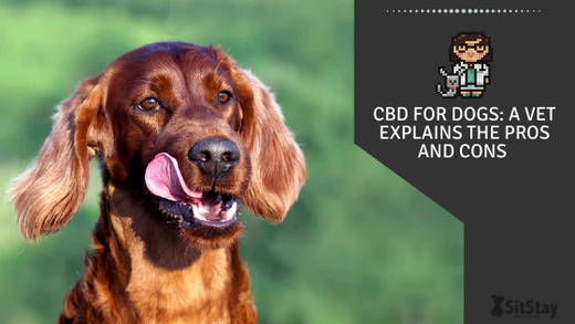 CBD for Dogs: A Vet Explains the Pros and Cons
