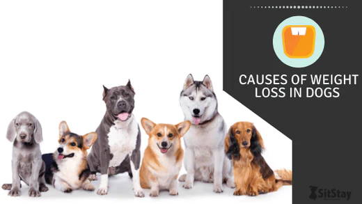 Causes of Weight Loss In Dogs