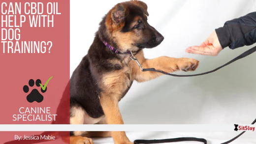 Can CBD Oil Help with Dog Training?
