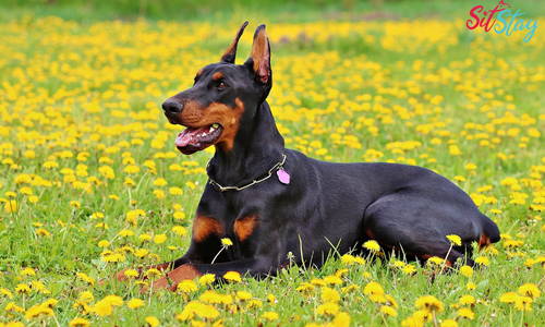 Why is My Dog Panting at Night?