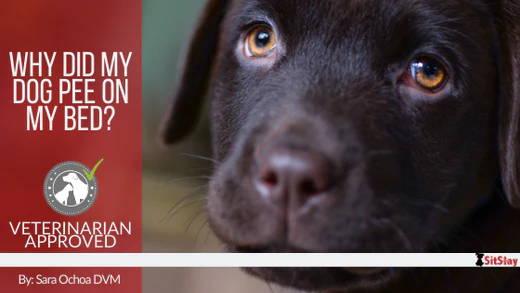 Why Did My Dog Pee On My Bed?