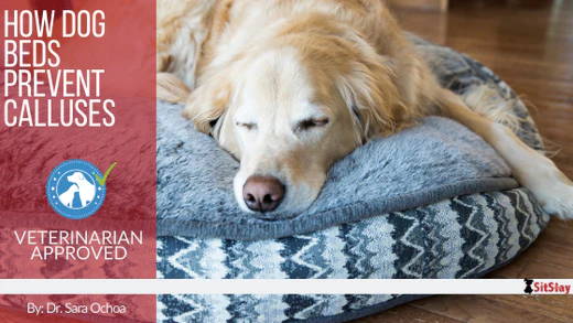 How Dog Beds Prevent Calluses