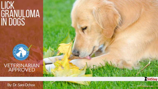 Lick Granuloma in Dogs