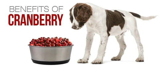 The Health Benefits of Cranberries for Dogs