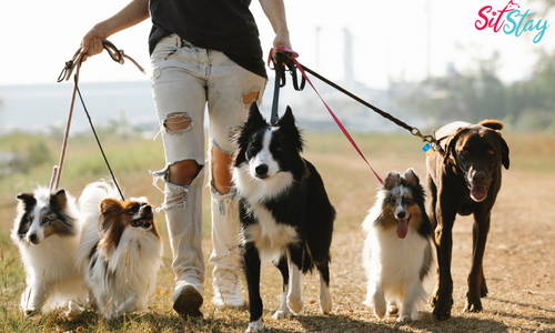 Dog Loose Stool: 5 Homemade Remedies
