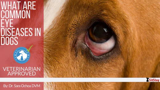 What are Common Dog Eye Diseases?