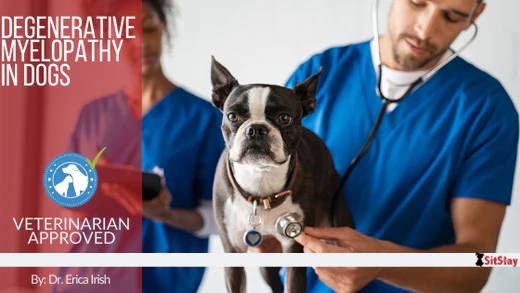 Degenerative Myelopathy in Dogs