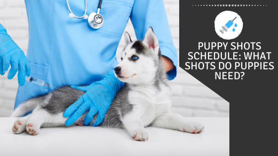 Puppy Shots Schedule: What Shots Do Puppies Need?