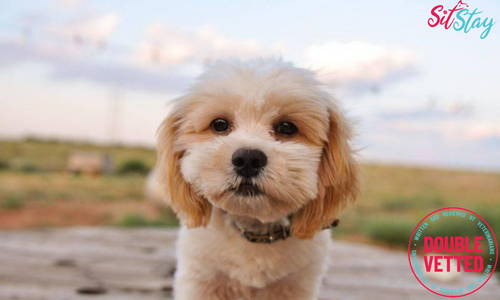 Shihpoo 101