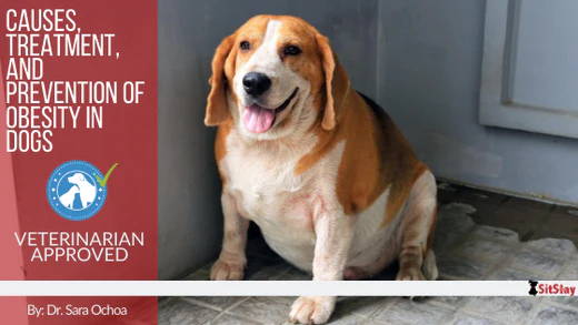 Causes, Treatment, and Prevention of Obesity in Dogs