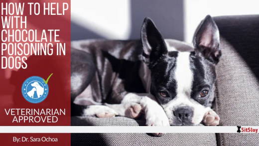 How to Help with Chocolate Poisoning in Dogs