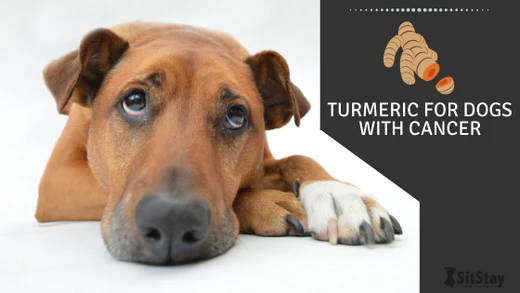 Turmeric For Dogs With Cancer