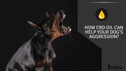 How CBD Oil Can Help Your Dog’s Aggression?