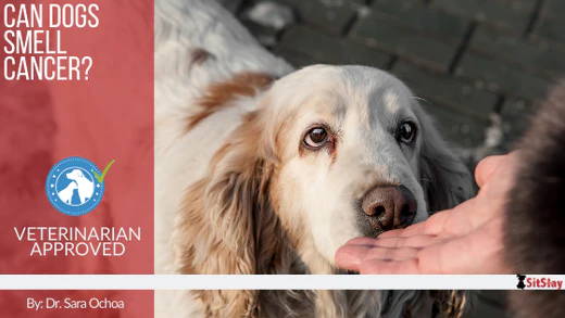 Can Dogs Smell Cancer?