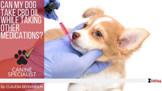 Can my Dog take CBD Oil While Taking Other Medications?