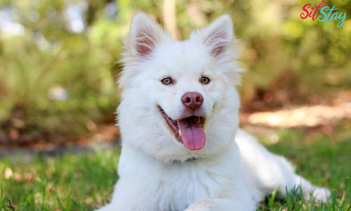 When Should I Take my Dog to the Vet - The Ultimate Guide 2022