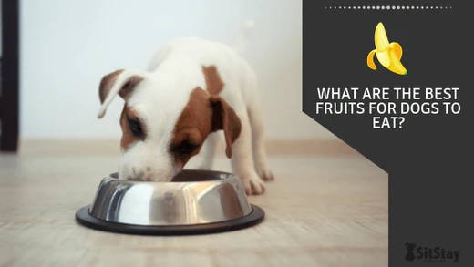 What are the Best Fruits for Dogs to Eat?