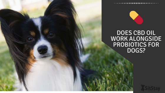 Does CBD Oil Work Alongside Probiotics for Dogs?