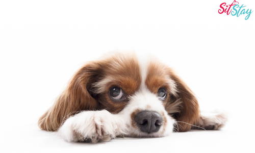 Can CBD Oil Help a Dog With Stress?