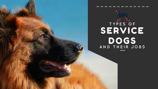 Different Types of Service Dogs - Kinds of Service Dogs in 2022 – SitStay
