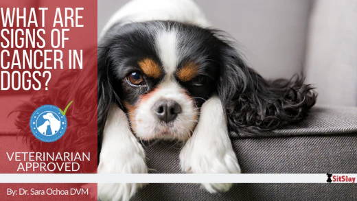 What are Signs of Cancer in Dogs?