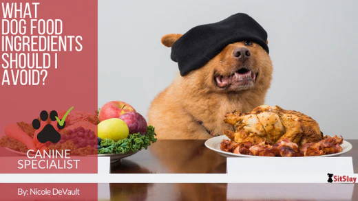 What Dog Food Ingredients Should I Avoid?
