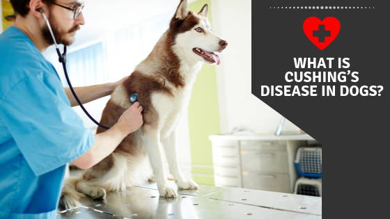 What is Cushing’s Disease in Dogs?