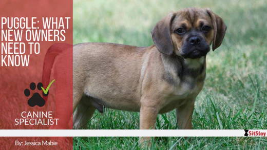 Puggle: What New Owners Need to Know