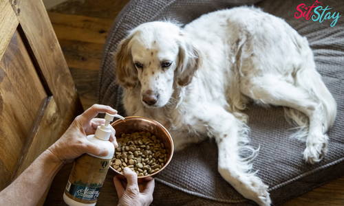 Fish Oil For Dogs Dosage - The Ultimate Guide 2022