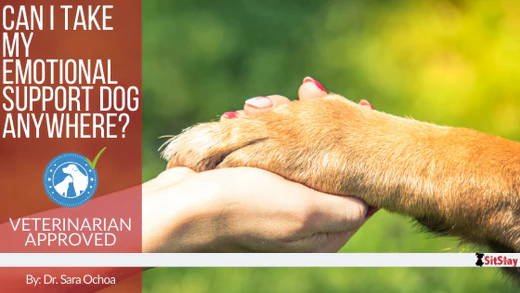 Can I Take My Emotional Support Dog Anywhere?
