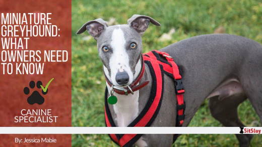 Miniature Greyhound: What Owners Need To Know