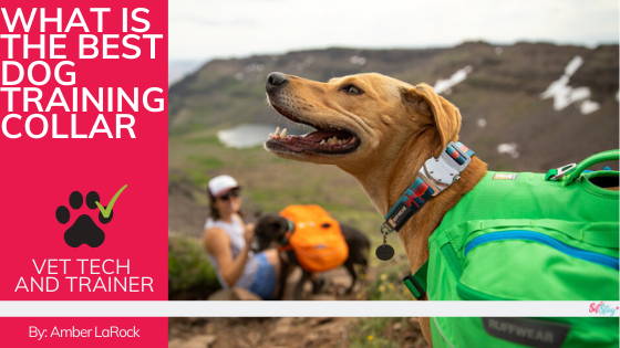 What is the Best Dog Training Collar