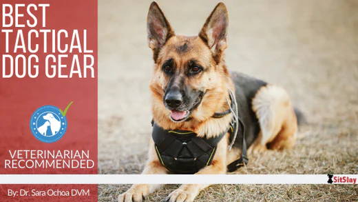 Best Tactical Dog Gear