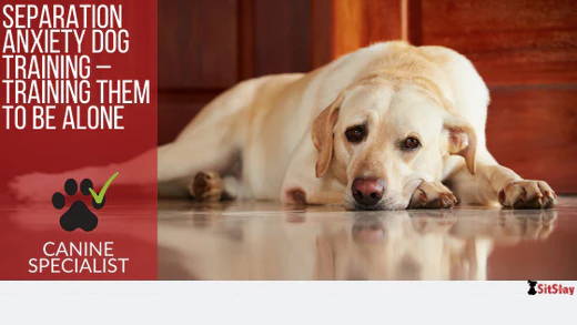 Separation Anxiety Dog Training – Training Them to be Alone