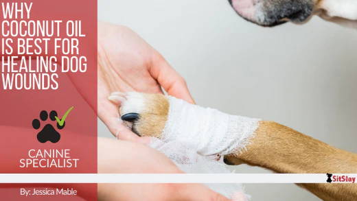 Why Coconut Oil is the Best for Healing Dog Wounds