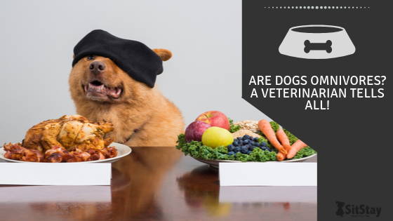 Are Dogs Omnivores? A Veterinarian Tells All!
