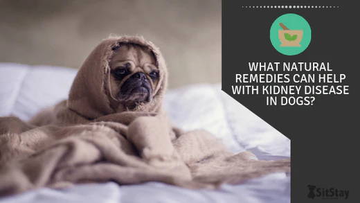 What Natural Remedies Can Help With Kidney Disease in Dogs?