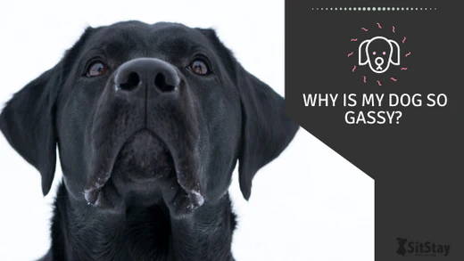Why Is My Dog So Gassy?